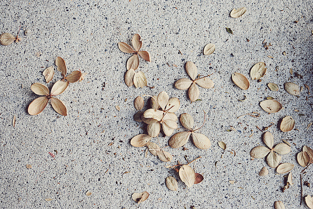 valscrapbook:  scattered by Susan Licht on Flickr.