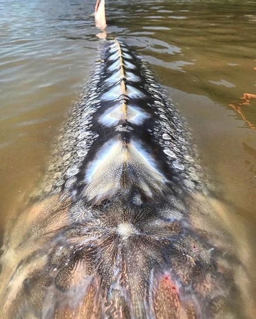 Do you know what is this giant aquatic creature ??