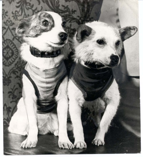 enrique262:All 9 soviet space dogs, top to bottom:Laika - Sputnik 2, November 3 1957: First living b