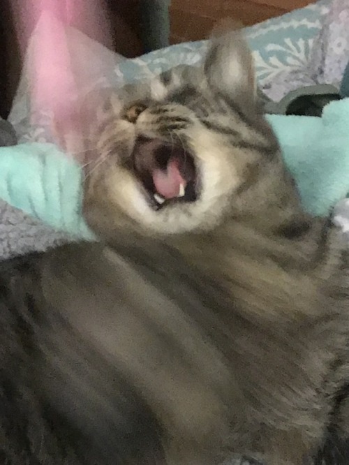 She Went From Sleepy To Ready For KILL Once I Got The Feather Wand 