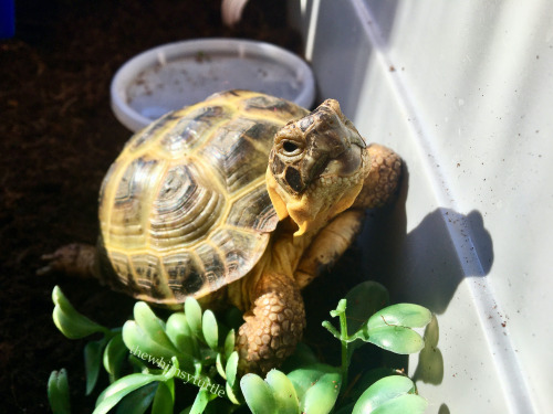 Mom, there you are!  Look at how empty my plate is!  I need more noms!  I’m starving!!