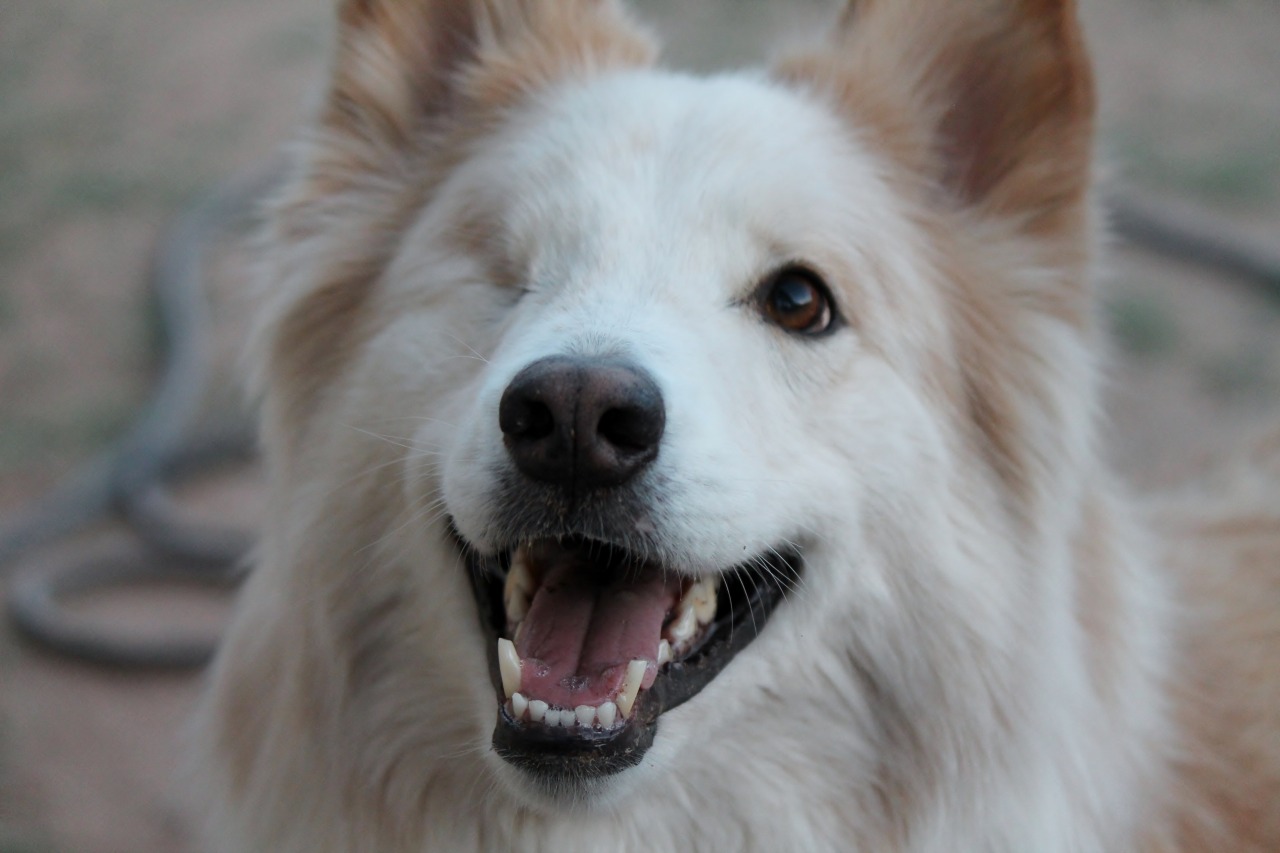 6woofs:  Charlie smiles. &lt;3