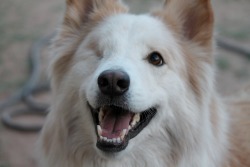6woofs:  Charlie smiles. <3