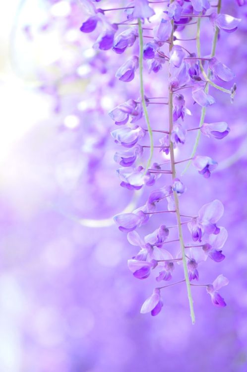 lifeisverybeautiful:Wisteria, Japan via αcafe | My Sony Clubーーーーーーーーーーーーーー　　　　　　　　　　　　　　　　　　　　　　　　　　