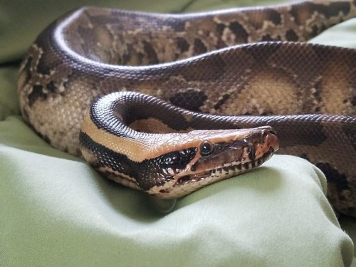 Watching me!Demeter, northern Sumatran Short Tail Python (P. curtus).