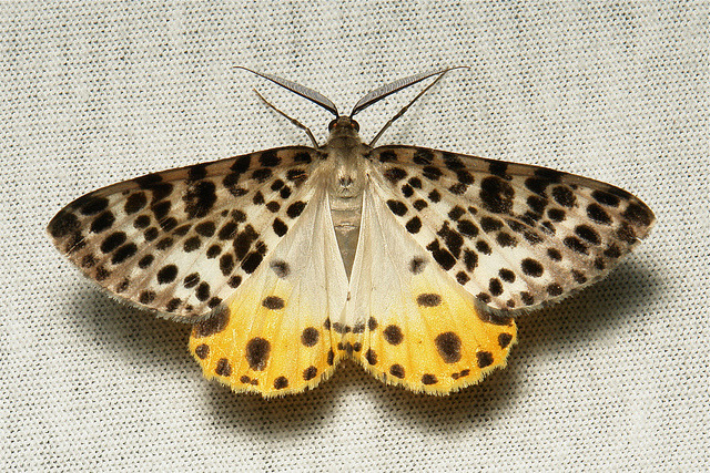 sinobug:  Geometrid Moth (Arichanna sp., Ennominae, Geometridae)  by Sinobug (itchydogimages)