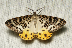 Sinobug:  Geometrid Moth (Arichanna Sp., Ennominae, Geometridae)  By Sinobug (Itchydogimages)