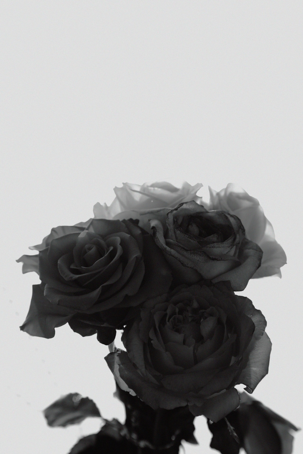 artyoung:  Rose. by artyoung(Kim Young Bae) 