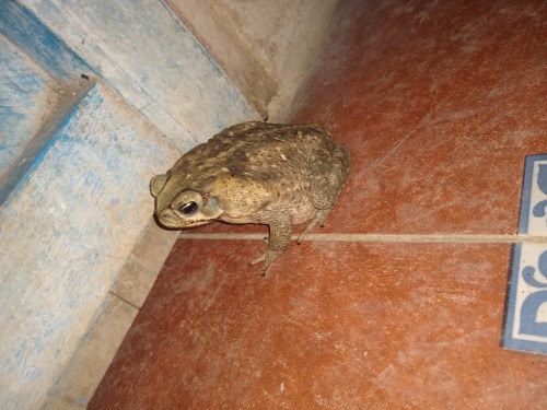 Be hospitable and let this fellow in, won’t you? This marine toad [also known as the cane toad, Rhin