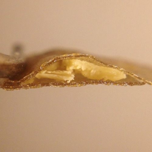 shine-my-way:  Phantom Og flower rosin made with love, making this stuff is so rewarding. ✨🔶💛🔆 (the first three pictures have hash with flower rosin and picture 7 is ravioli, mixed micron headband hashish pasta and liquid coke OG filling ;)