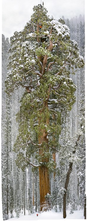 dirtyhippieproductions:  Trees are awesome~ ☮  ❤ ॐ 