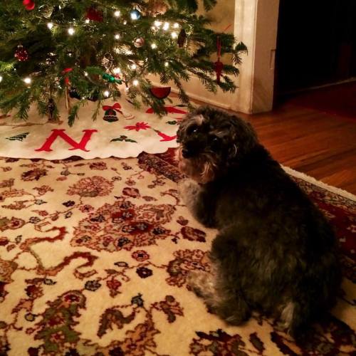 After we finished decorating the tree, Fritz just sat there mesmerized like a little kid for ages. Such a good boy ❤️ #Christmas