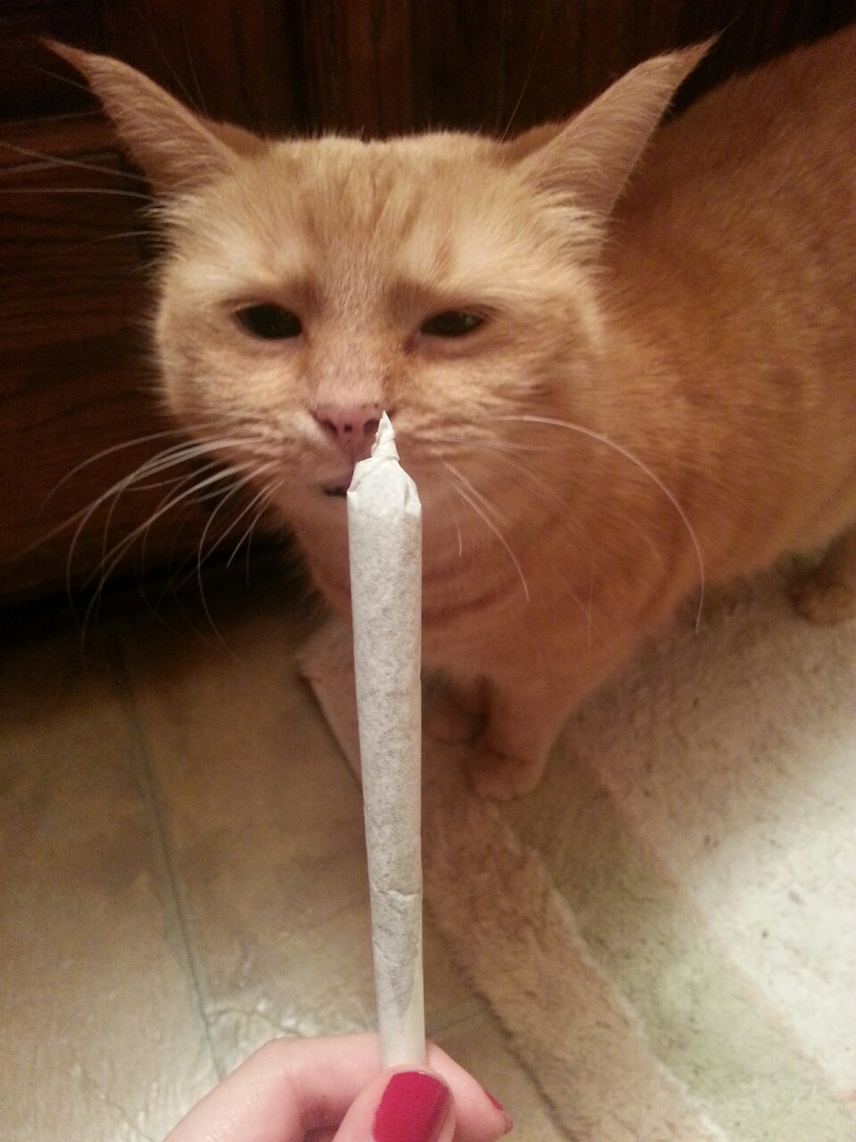 keylime-kush:  Sniff sniff