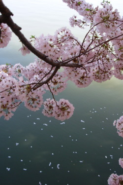 pxnguin:  aho-chan:  Water Blossoms by (SimplySchmoopie)