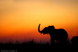 earth-song:   “Elephant Silhouette”