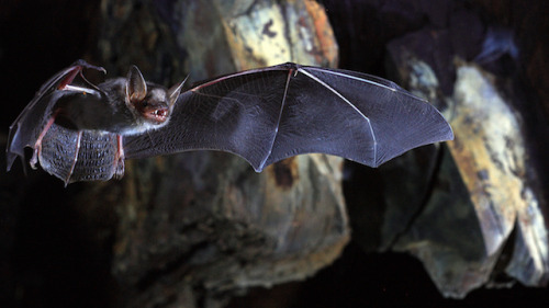 “The longest-lived bats—those belonging to the Myotis genus—may have their telomeres to thank 