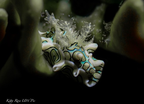 (Photo by Kitty Rose)Psychedelic batwing sea slug 