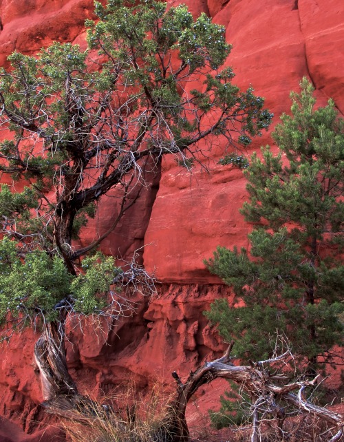 misterlemonzcandybox:guidedsailor:Red RockOut by Fisher Towers, Castle Valley, Utahhttps:/MisterLemo