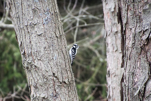 Downy Woodpecker
Lynde Shores Conservation Area, Whitby, Ontario, May 06, 2019