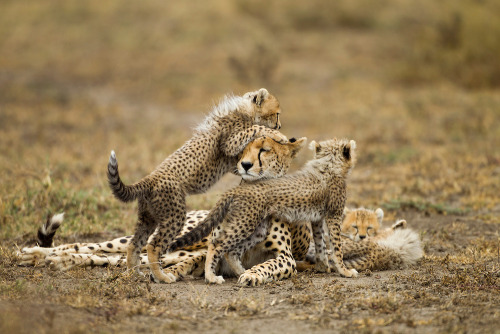 big-catsss: Tanzania, Ngorongoro Conservation Area, Ndutu Plains, Cheetah Cubs (Acinonyx jubatas) p