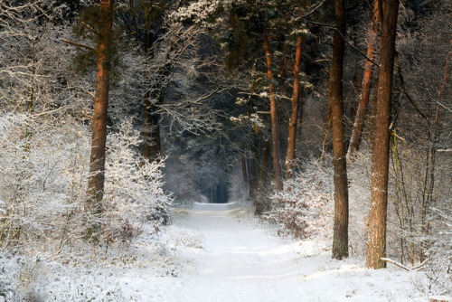 luna-intheforest:elorablue:winter path by dewollewei on Flickr. ✨