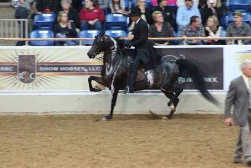 itsdetachable:mango-pup:all-the-horses:DA Remote ControlTriften x DA AddictionPartbred Arabian,