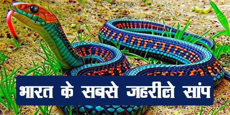 Most Venomous Snake In India, भारत के सबसे खतरनाक साँप, bharat ke jahrile saanp,