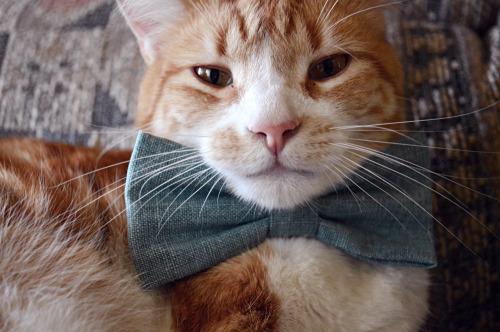fortheloveofsims: Look at this dashing fellow. c:Tried the bow tie I bought Zero when I was out in C