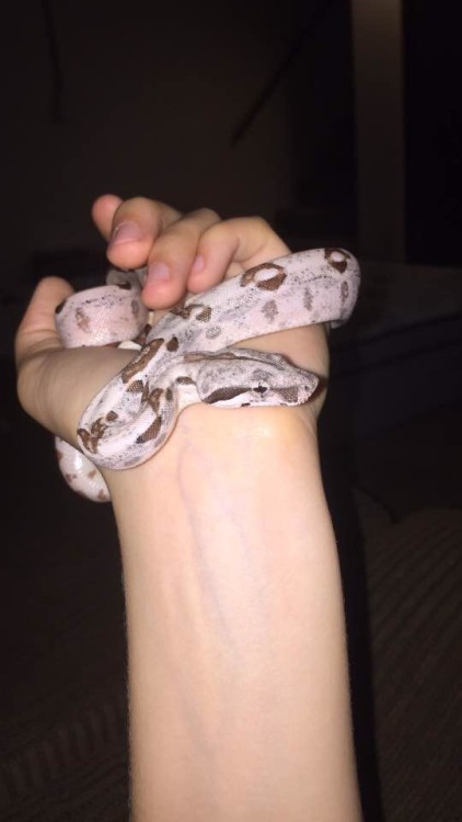 I bought this baby boy yesterday at the reptile show, I finally have a boa!