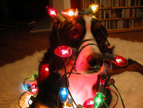 jenkotsu: aswechoke: Here are some dogs wearing Christmas lights.