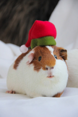 guineapiggies:  Ilona de Lange 	  	 						