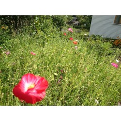 Friends #garden latergram  #flowers and.. something green  #beauty