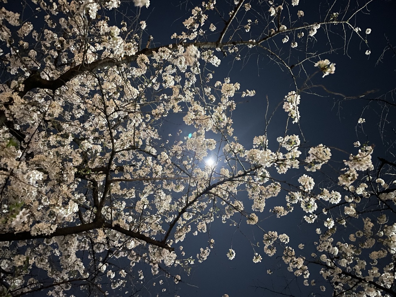 夜宵桜 Tumblr Posts Tumbral Com 夜宵桜 Tumblr Posts Tumbral Com