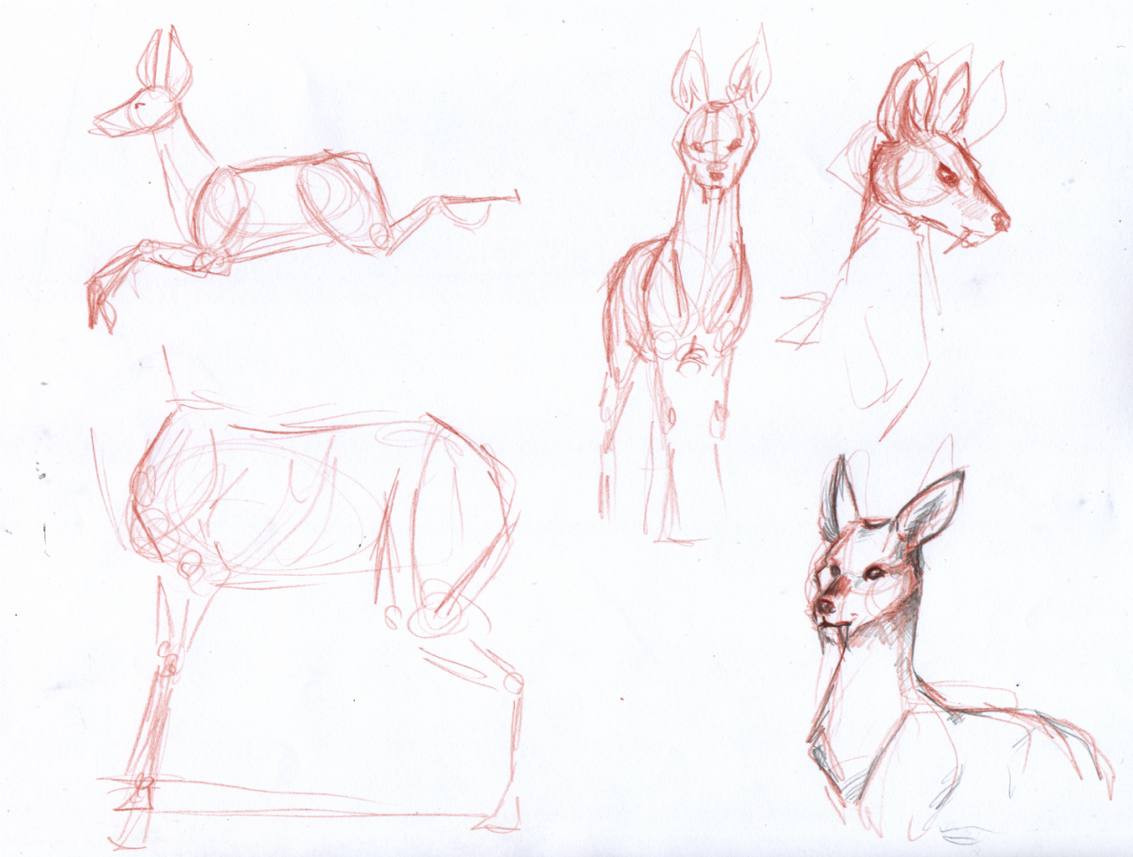 Some of the water deer studies I did today, plus wip of one of the final illustration.