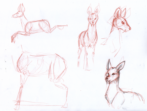 Porn photo Some of the water deer studies I did today,