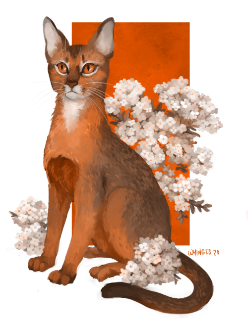 Huevempurr days 7 through 10!7. Abyssinian / Alyssum8. Sphynx / Sinningia9. Ragdoll / Rosemary10. Ma