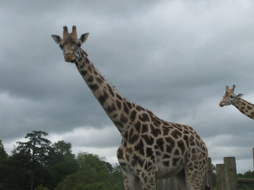 we went to a safari park. probably the best photos i got out of all of them