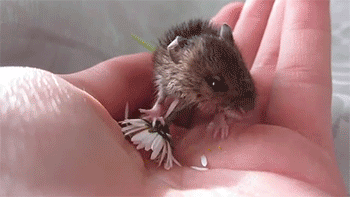 sizvideos:  Baby mouse eating a flower - Video 