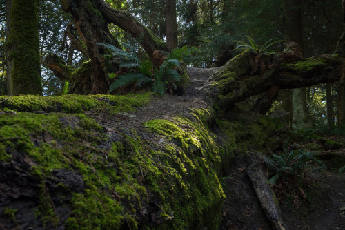 Seward Park Fallen Tree by bombeeney on Flickr.