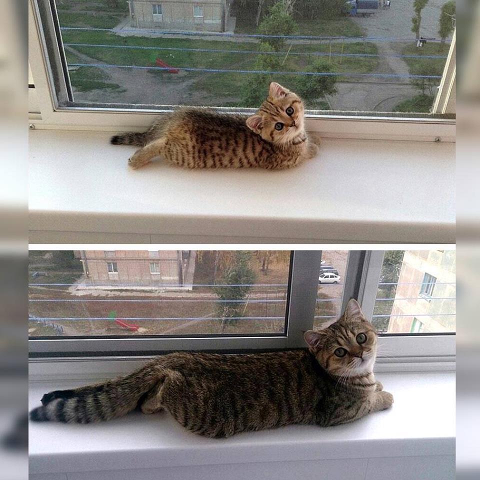 awwww-cute:  All grown up. (Source: http://ift.tt/1TDonR8) 