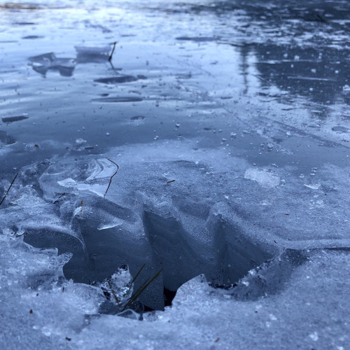 Temperature isn’t the only factor that determines how ice will melt. In this photo, a dark oak