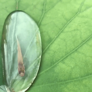worm-suggestion:seatrench:(source)Do you know? Fish like this will jump onto leaves with a mouth ful