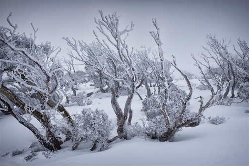 “Snow Show - Part 2 of 3″Mount Blue Cow, NSW, Australia.Monday 25 July 2016