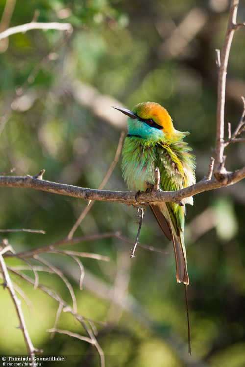 funkysafari:Green Bee-eater, Yala National Park by Thimindu
