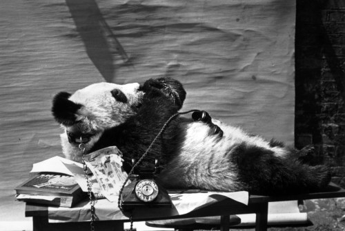 A chained up panda lying on its back with a telephone receiver placed on its stomach, 1940.