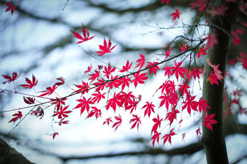 socialfoto:  憶東瀛 by charlotte332wang #SocialFoto