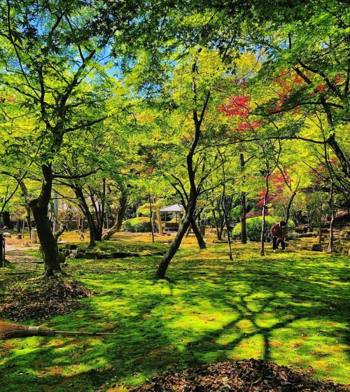 聚遠亭 [ 兵庫県たつの市 ] ③ Shuen-tei Garden, Tatsuno, Hyogo ーー播磨の紅葉の名所は苔も美しい。龍野藩主・脇坂家の屋敷跡に残る、 #孝明天皇 ゆかりの茶室を中心