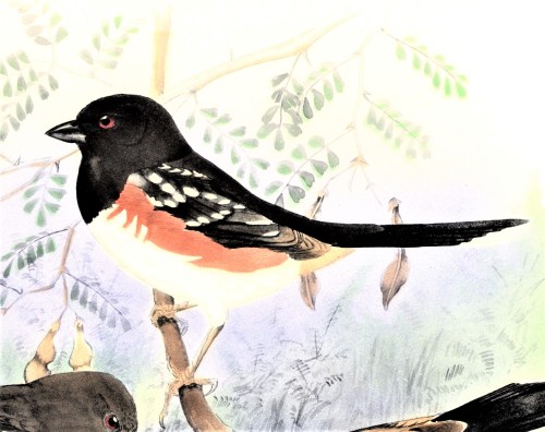 A Towhee FeathursdayThis week we present a few of those long-tailed sparrows, the Towhees!! These li