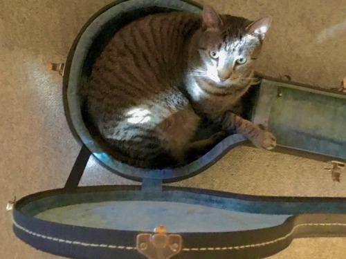 ohnopicturesofanothercat:A proposal for banjo cases to be used as cat traps.