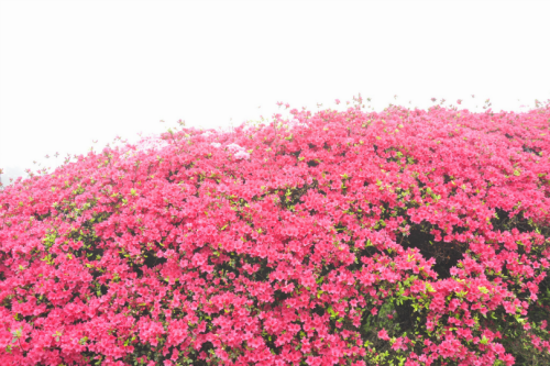 expressions-of-nature: Tsutsuji Matsuri, Nagakushiyama Park / Japan by Taro Matsumura